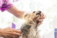 Explore Sydnee’s Pet Grooming in Chicago