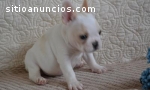 Fancy French Bulldog Puppies Available