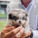 Fantastic Pomeranian Puppies near me