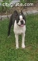 Female Boston Terrier