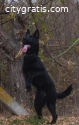 Female German shepherd