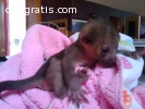 Female Kinkajou Baby For Adoption