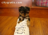 Female Yorkshire Terriers Yorkie puppie