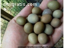 Fertile Parrot eggs and weaned babies fo