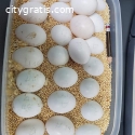 Fertilized parrot eggs from Europe