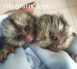 Finger Baby Marmoset Monkeys for adoptio