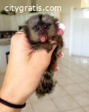 Finger, baby marmoset monkeys for sale