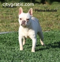 French Bulldog premium female and male