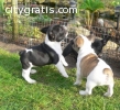 French Bulldog Puppies (210) 239-1062