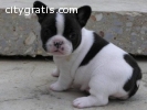 french Bulldog puppies available