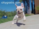 French bulldog puppies for adoption