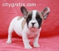french bulldog puppies for sale