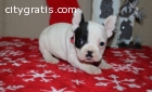 French Bulldog Puppies for Sale