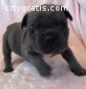 French bulldog puppies now available