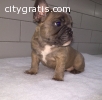 French bulldog puppies seeking lovely ho