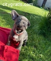 French Bulldog Puppies