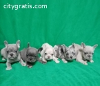 French bulldog puppies