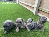 french bulldog puppies