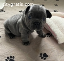 French bulldog puppy blue tan