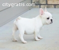 French Bulldog Puppy for Sale