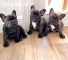 French Bulldog Pups For Sale