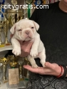 FRENCH BULLDOG - top exotic puppies