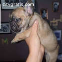 French Bulldogs Available