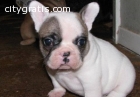 French bulldogs for adoption