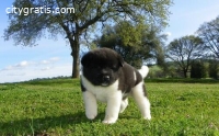 Friendly Akita puppies