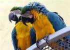 Friendly Macaw Birds Available