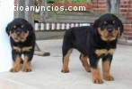 friendly male and female Rottweiler pupp