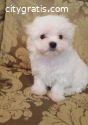 Full Blooded Maltese puppies for Re-homi