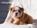 Fun-Loving English Bulldogs perfectly fr