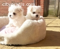FUNNY, ACTIVE AND CLEAN MALTESE PUPPIES