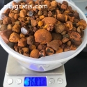 Gallstones , Cattle Gallstones ,