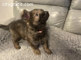 German Shepherd Available