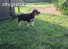 German shepherd puppies for good home