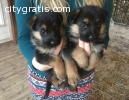 German Shepherd Puppies for sale