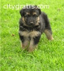 German Shepherd Puppies Needs a New home