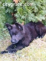 German shepherd puppies