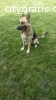 German sherpad dog for sell