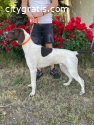 German Shorthaired Pointer