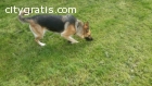 German Shp dog for sell