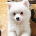 German Spitz, female puppy