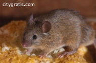 Get Rodent Control Service in Fresno