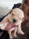 Golden Retriever Puppies Available