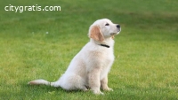 Golden Retriever Puppies for Sale - Cent