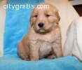 Golden Retriever Puppies for Sale