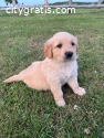 golden retriever puppies for sale