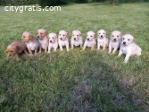 golden retriever puppies for sale